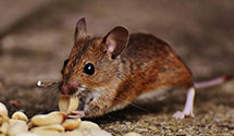 24 Hour & Emergency Exterminators in Edwards Air Force Base, CA